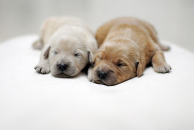 High angle view of puppy sleeping