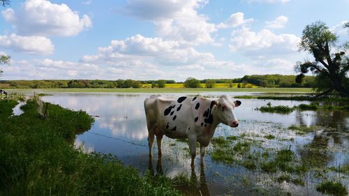 Cow standing in a lake