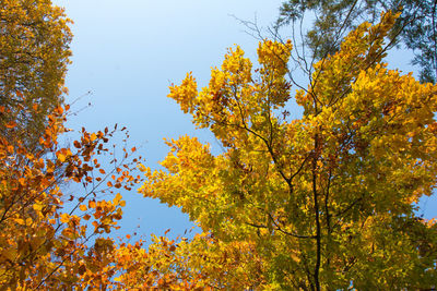 Low angle view of autumnal trees against sky