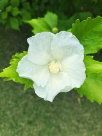 Close-up of flower blooming outdoors