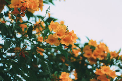 Close-up of orange flowering plant against sky