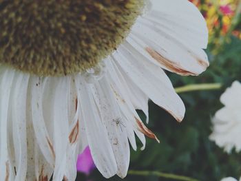 Close-up of white flowering plant