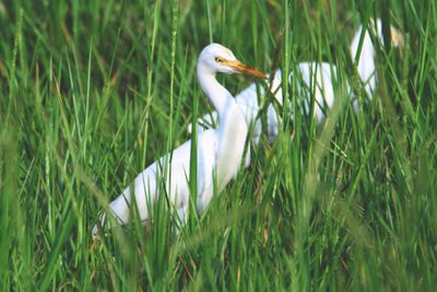 Close-up of heron on grass