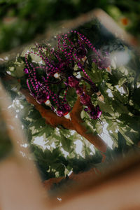 Close-up of purple flowering plant