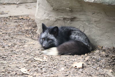 High angle view of cat lying on land