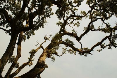 Low angle view of trees against sky