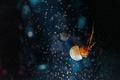 Jellyfish in sea