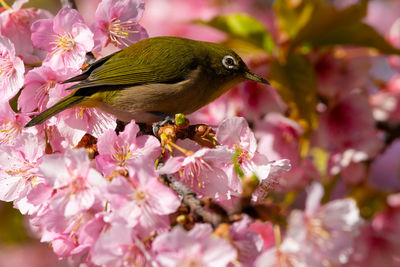 Close-up of bumblebee on pink cherry blossom