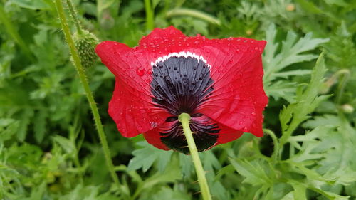 Close-up of red poppy