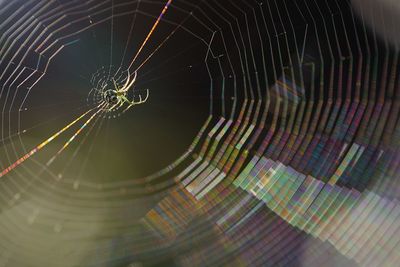 Close-up of spider web