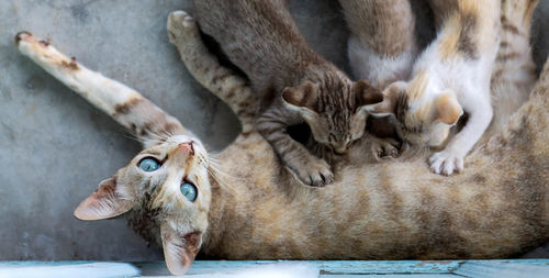 The mother cat feeds all three kittens.