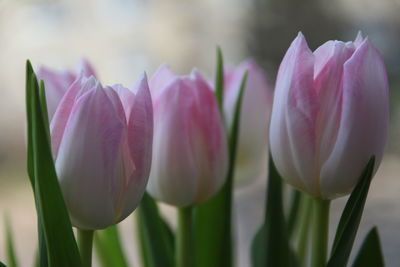 Close-up of pink tulips