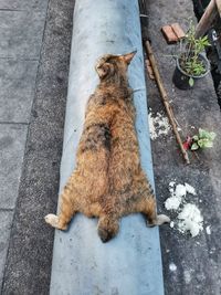 High angle view of cat standing on footpath