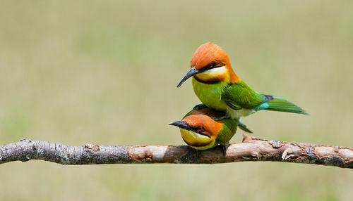 Close-up of bird perching on branch