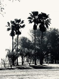 Low angle view of palm trees against clear sky