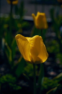 Close-up of yellow rose flower