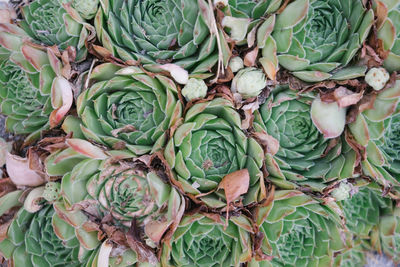 Full frame shot of vegetables for sale