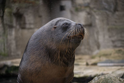 Close-up of sea lion