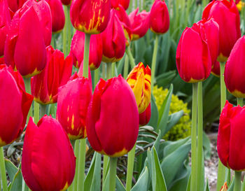 Close-up of red tulips in field