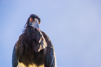 Low angle view of eagle against sky