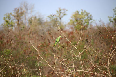 Close-up of plants growing on field against sky
