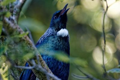 Close-up of bird perching on branch
