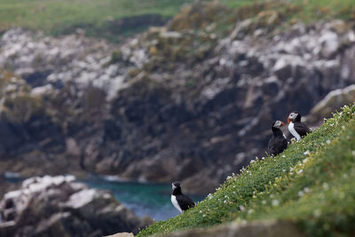 Puffin standing on a rock cliff . fratercula arctica