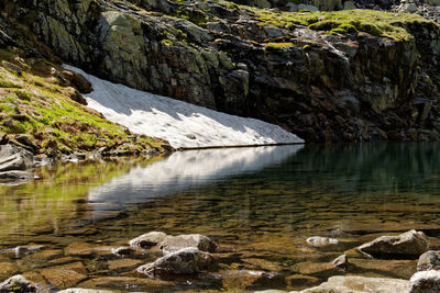 Reflection of trees in water