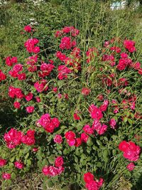 Close-up of pink flowers blooming in field