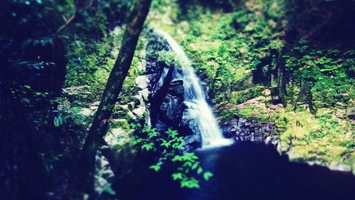 View of waterfall in forest