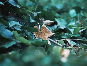 Close-up of autumnal leaves on land