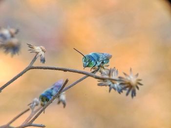 Close-up of insect on flower