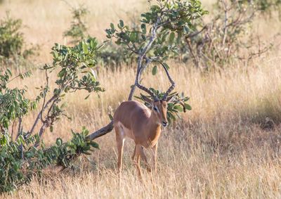 Deer in a field