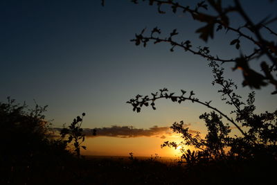 Silhouette trees on field against sky during sunset