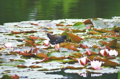 White flowers floating on water