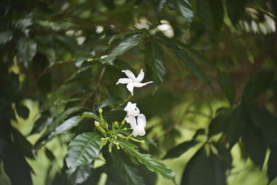 Close-up of white flowering plant