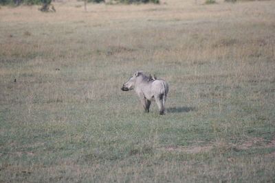 Animal grazing on grassy field