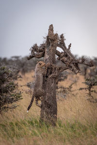 Young cheetah on tree trunk