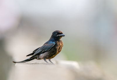 Black drongo standing on the wall 