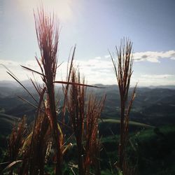 Scenic view of grassy field against sky