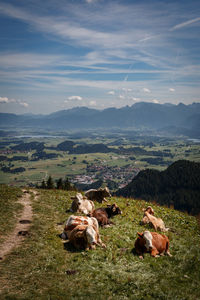 View of sheep on landscape