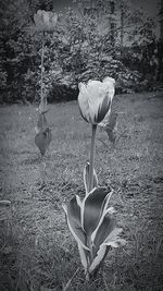Close-up of flower on field