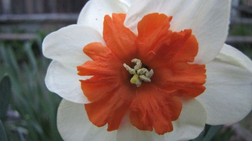 Close-up of white flower