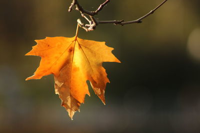 Close-up of dry maple leaf