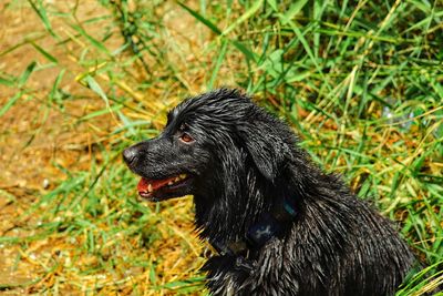 Black dog looking away on field