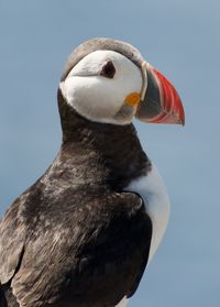 Close-up of a bird against clear sky