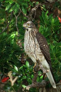 Bird perching on a tree