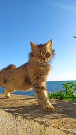 Cat looking away against clear sky