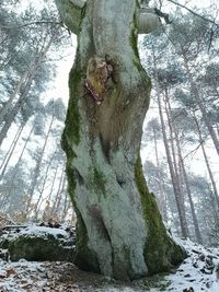 View of tree trunk during winter