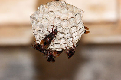 Close-up of butterfly on flower